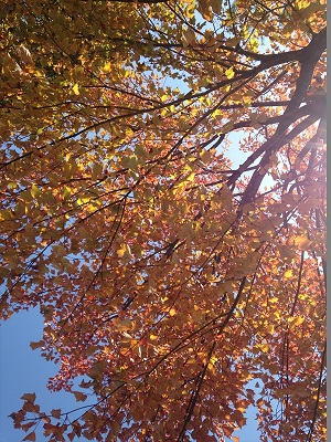 紅葉