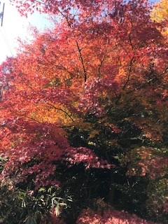 どこかの紅葉