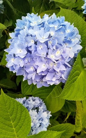 紫陽花ー